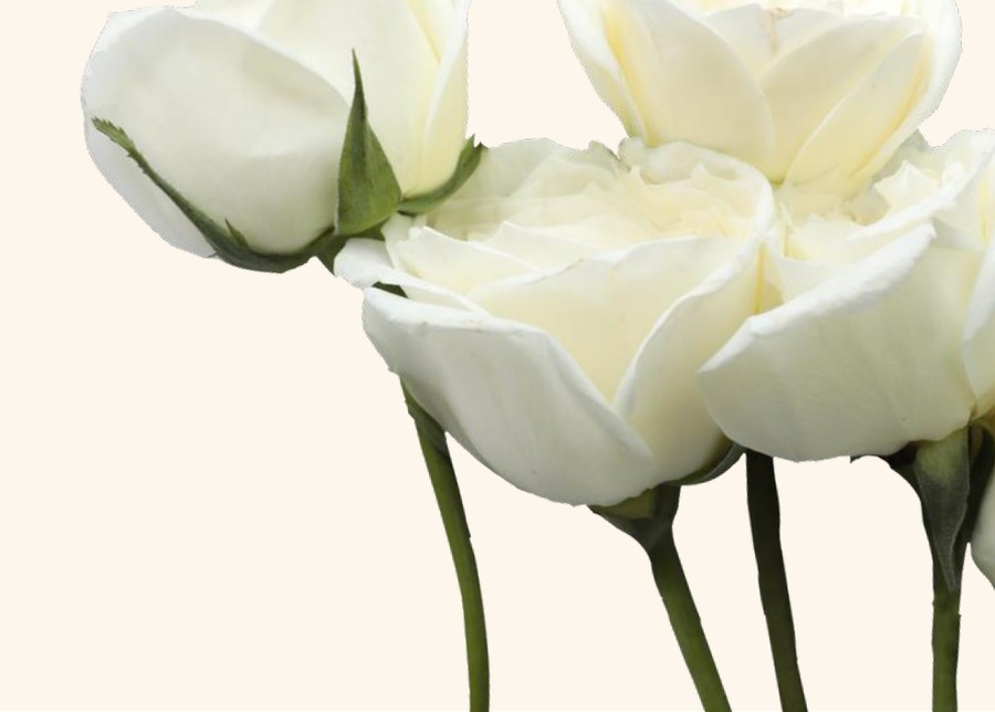 Rosas crema de las fincas aliadas